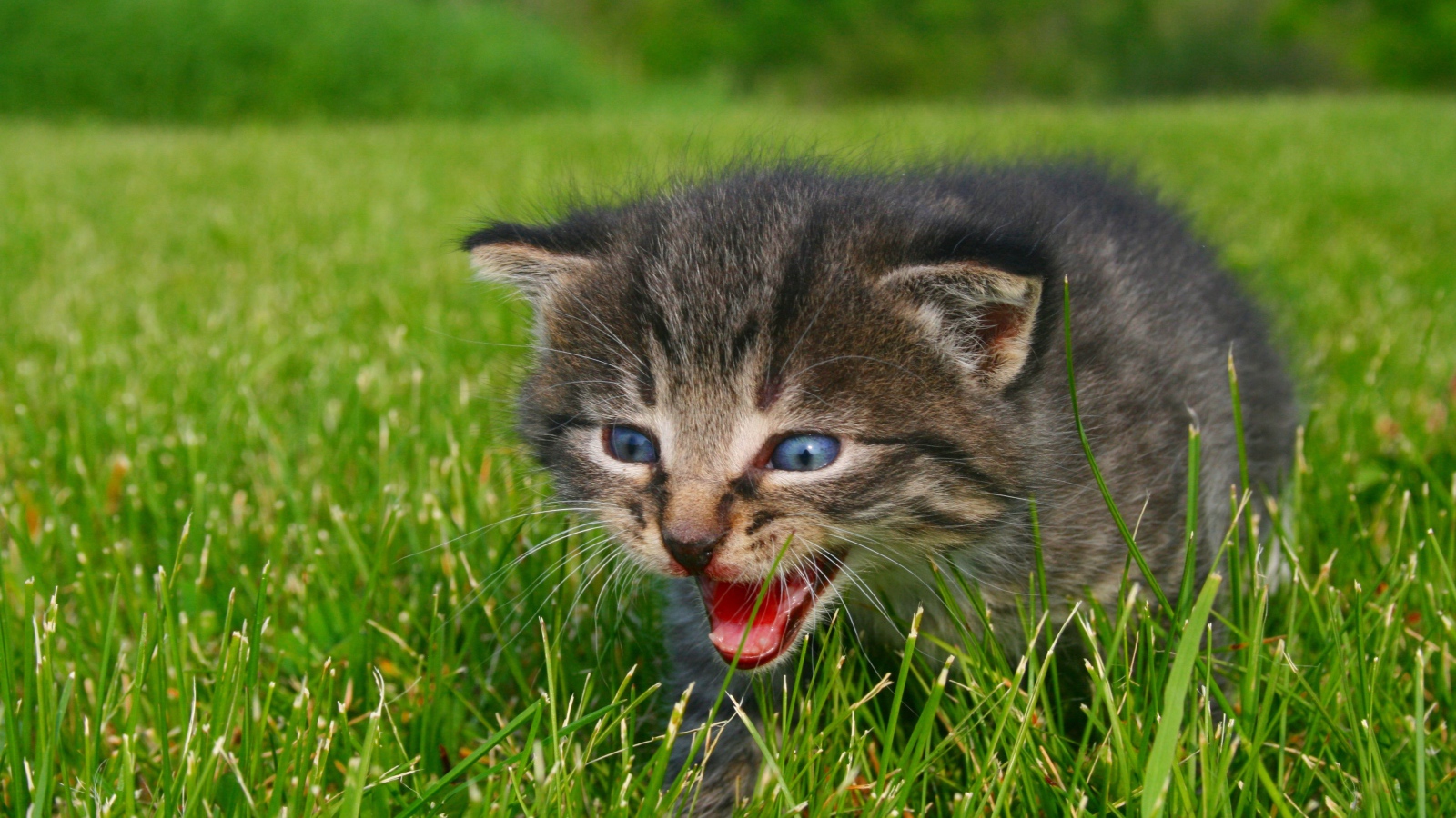 Маленький серый котенок идет по зеленой траве