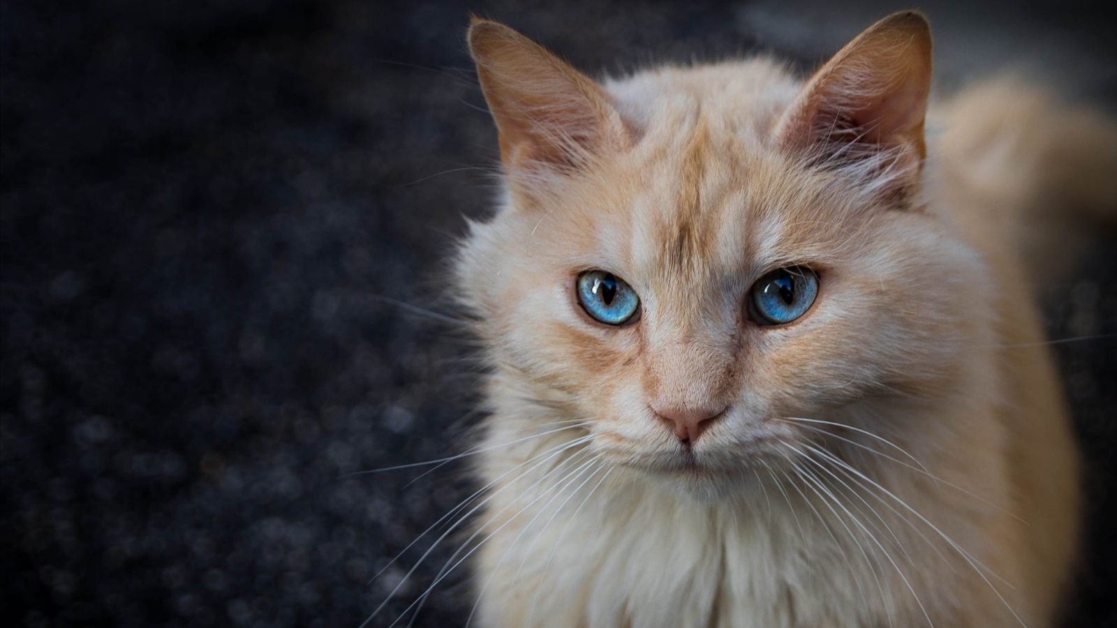 Морда рыжего голубоглазого кота крупным планом