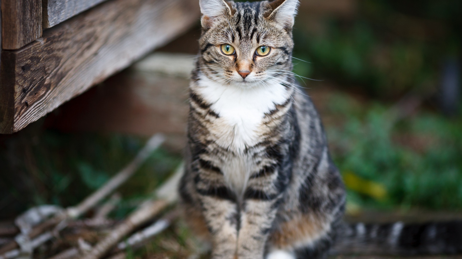 Задумчивый серый кот сидит на деревянной лавке