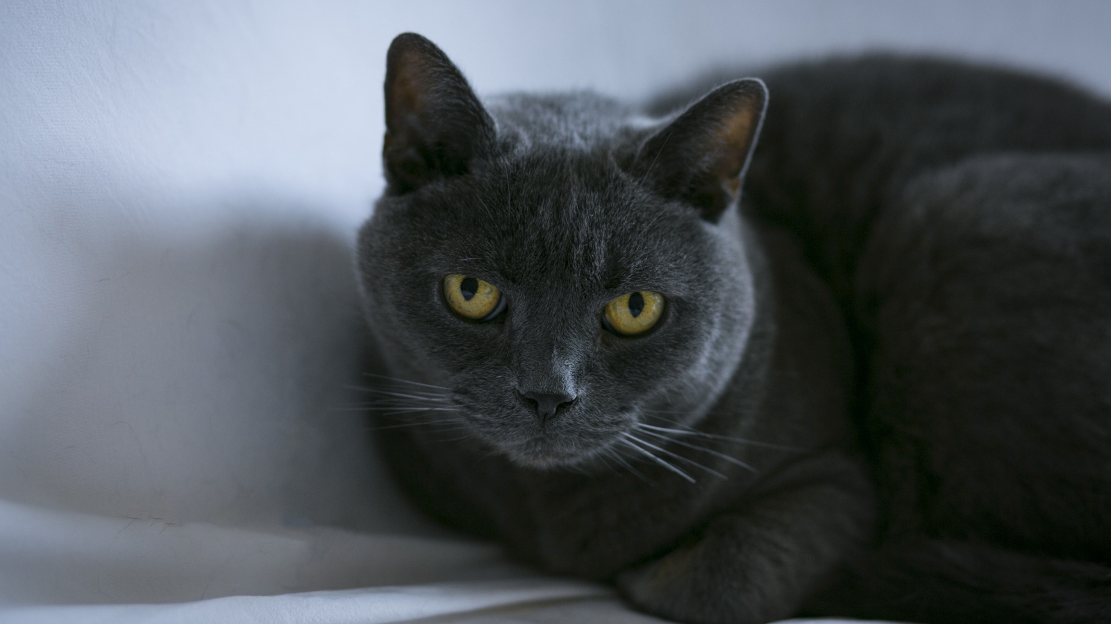 Purebred British cat lies on a gray bedspread