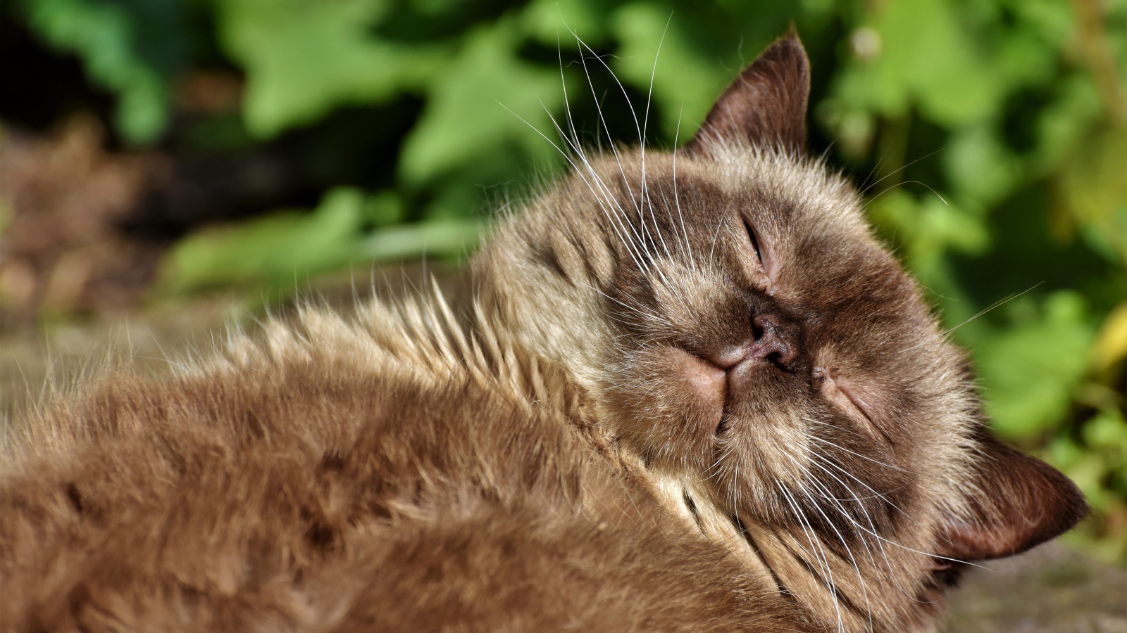 Породистый кот спит в лучах солнца