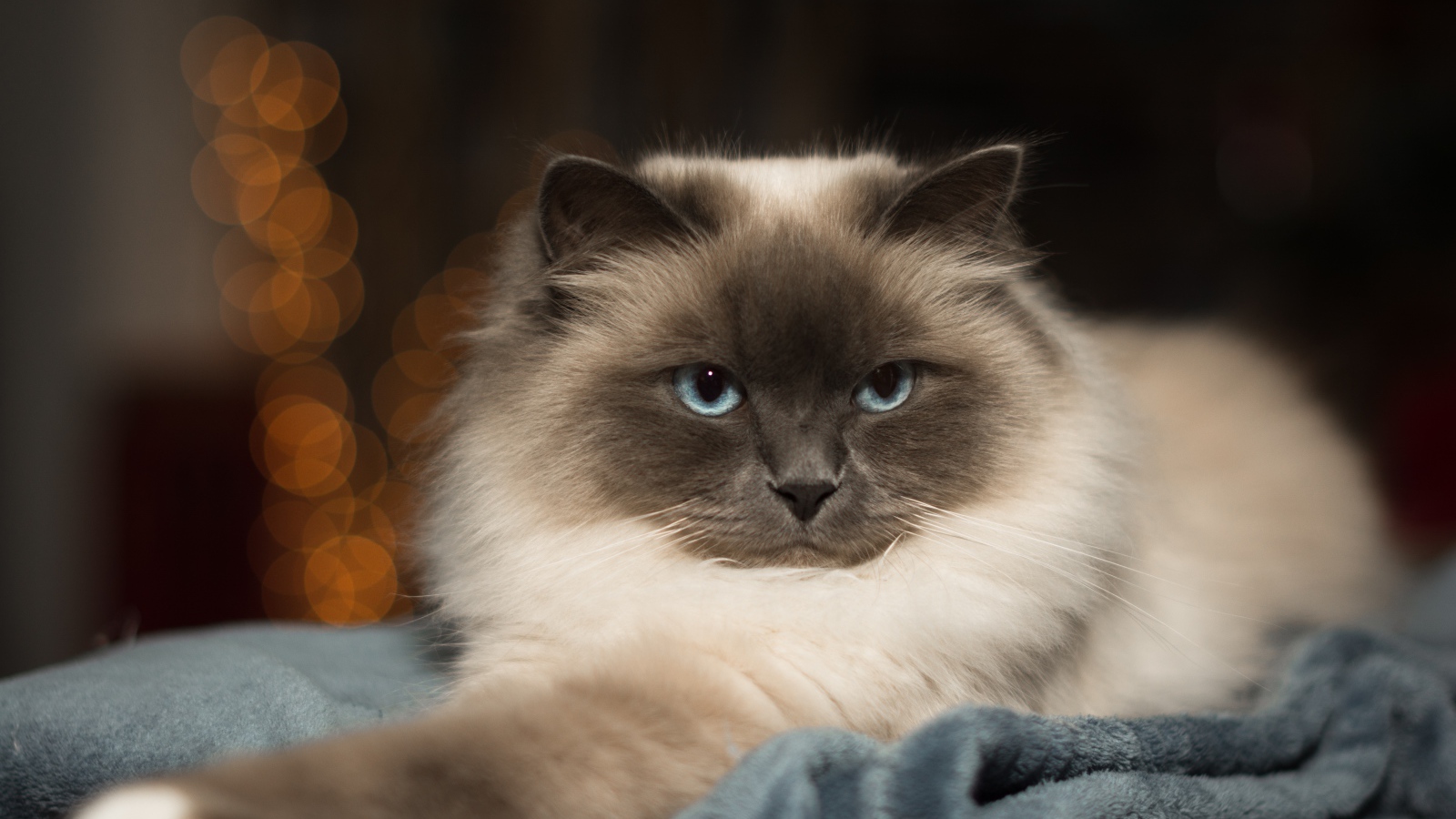 Породистый пушистый голубоглазый кот лежит на кровати