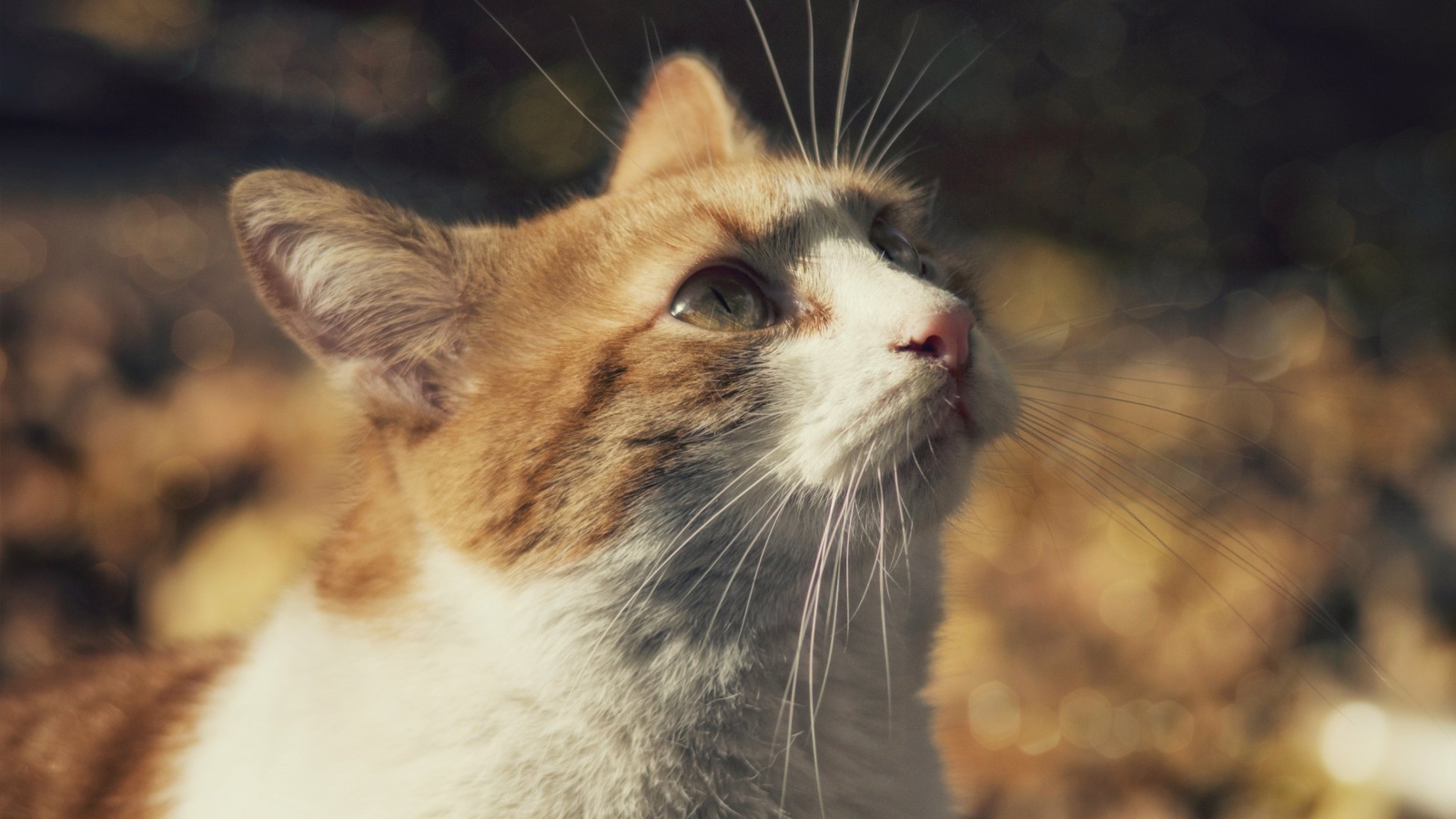 Рыжий с белым кот смотрит вверх 