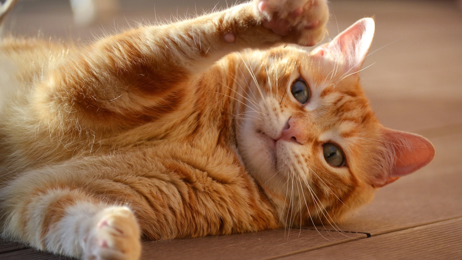 Рыжий кот играет на полу 