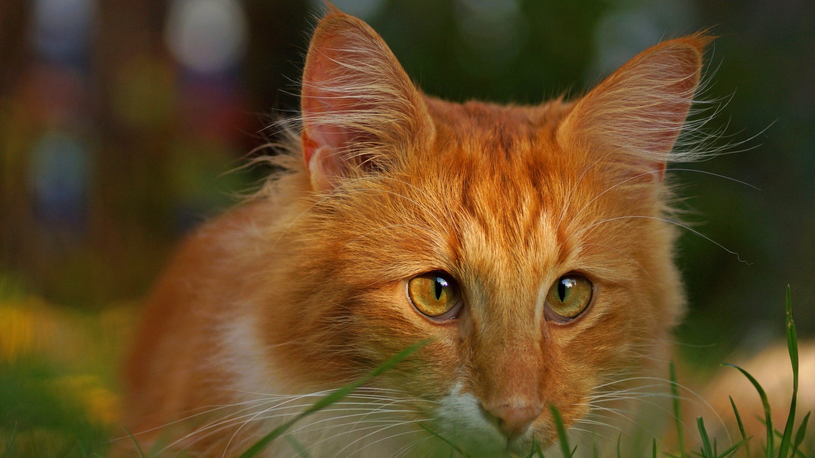 Рыжий кот со смешными глазами сидит в зеленой траве