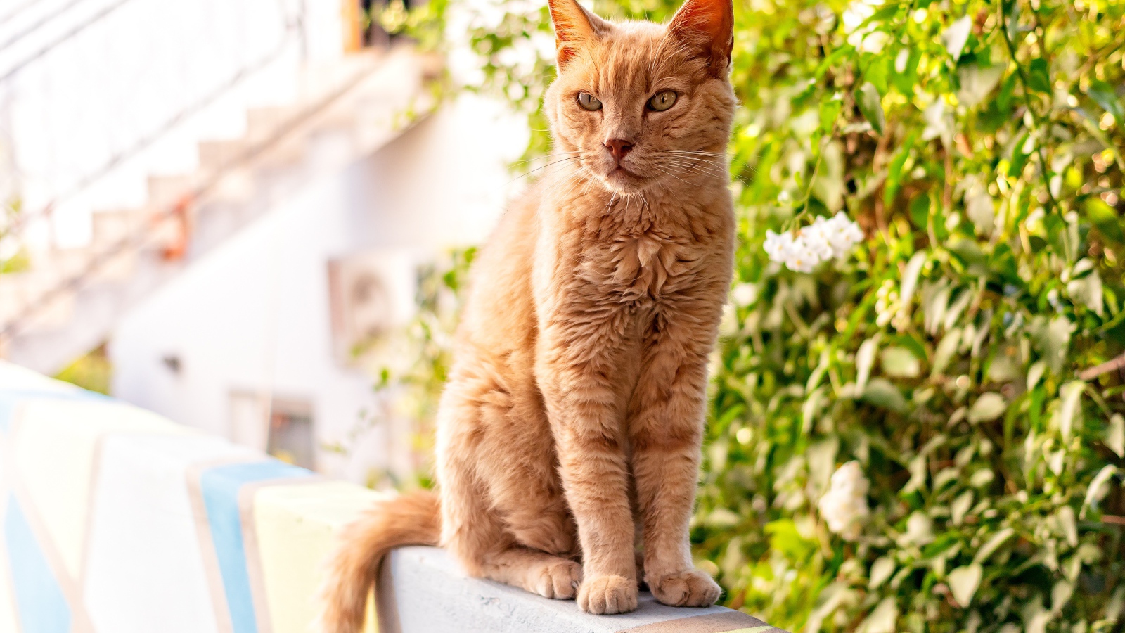 Серьезный рыжий кот сидит на перилах 