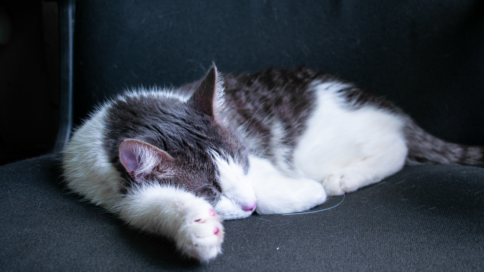 Спящий бело- серый кот на черном диване