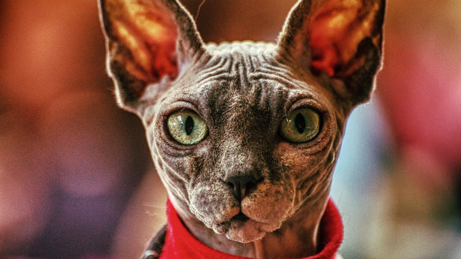 Кот сфинкс в свитере крупным планом