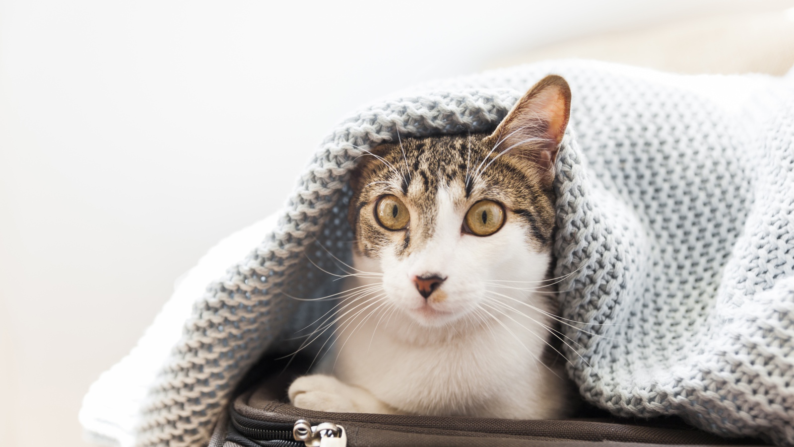 Кот сидит на чемодане под одеялом 