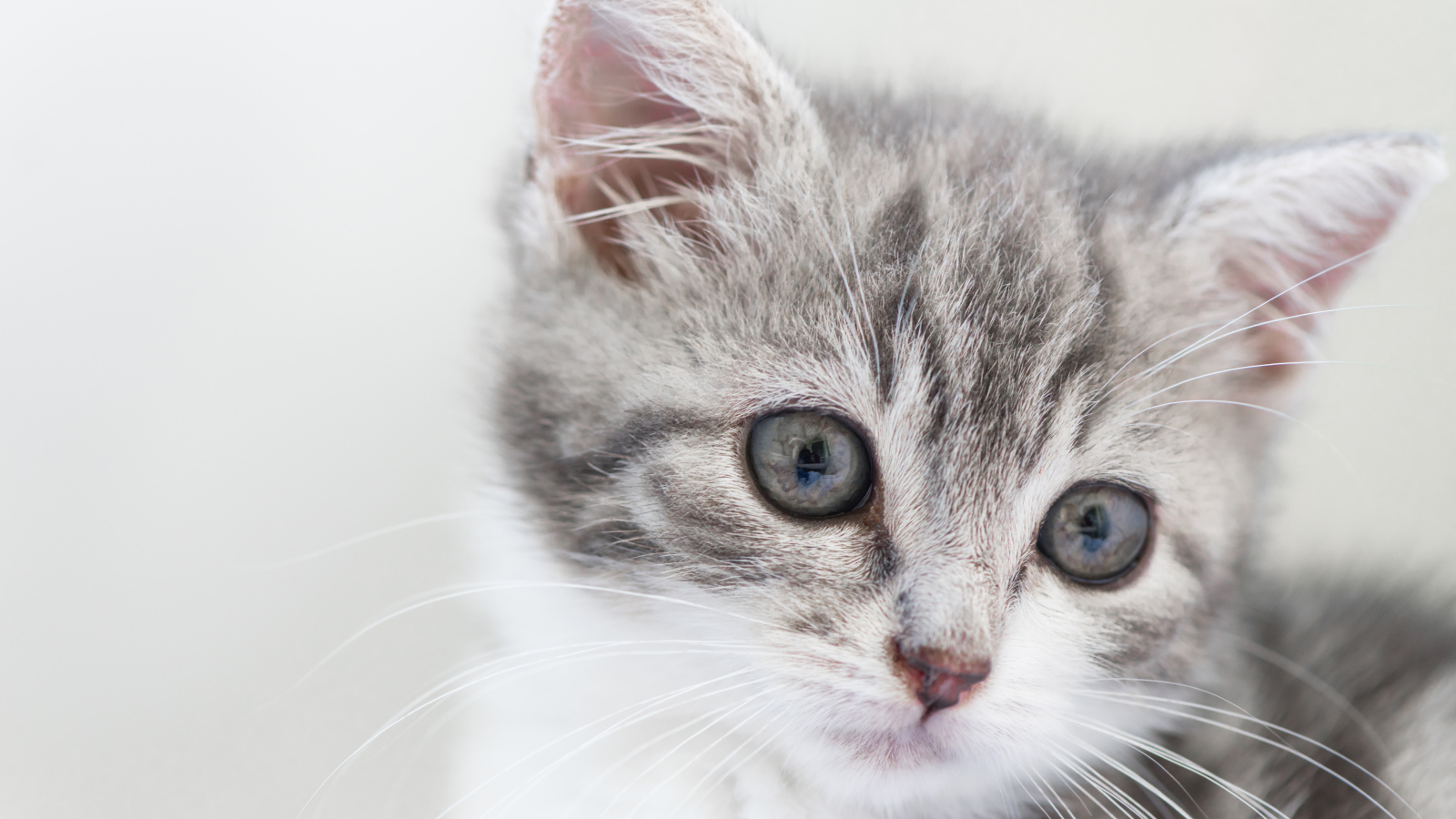 Морда маленького серого котенка 