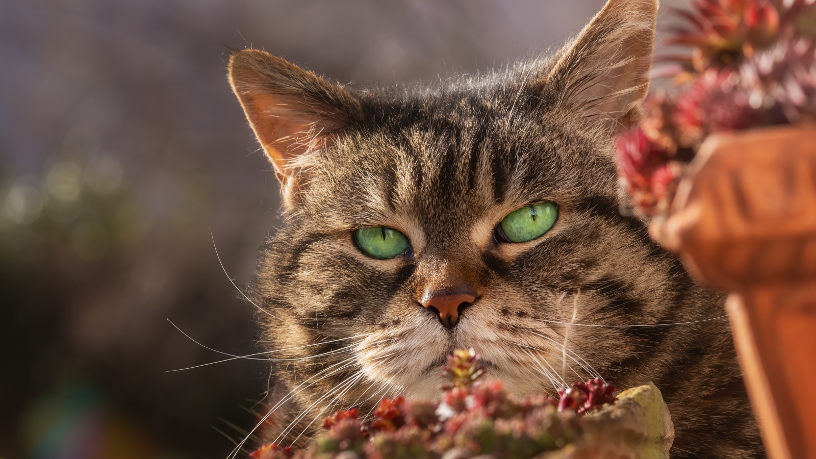 Морда серьезного зеленоглазого серого кота 