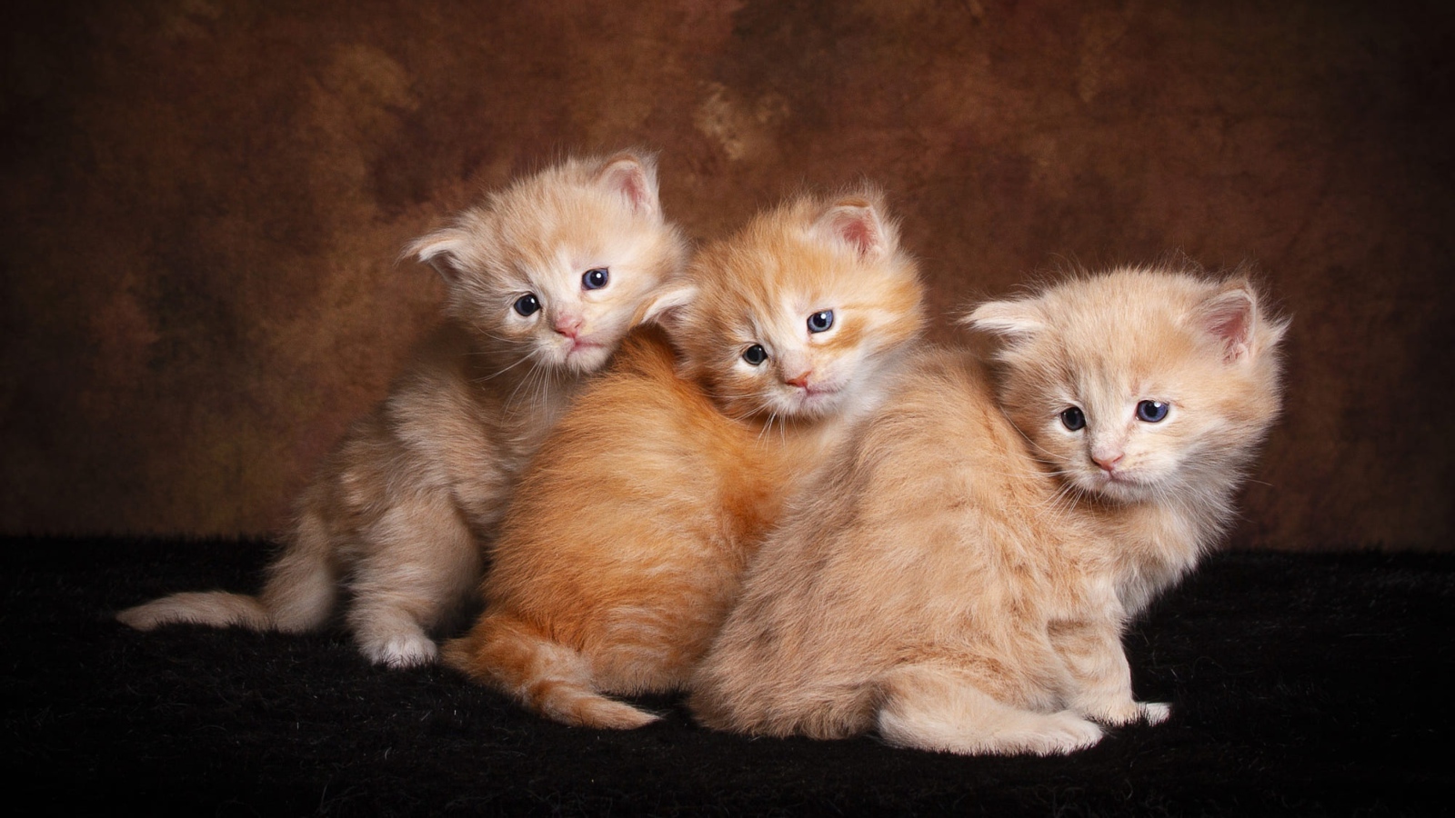 Three little fluffy ginger kittens