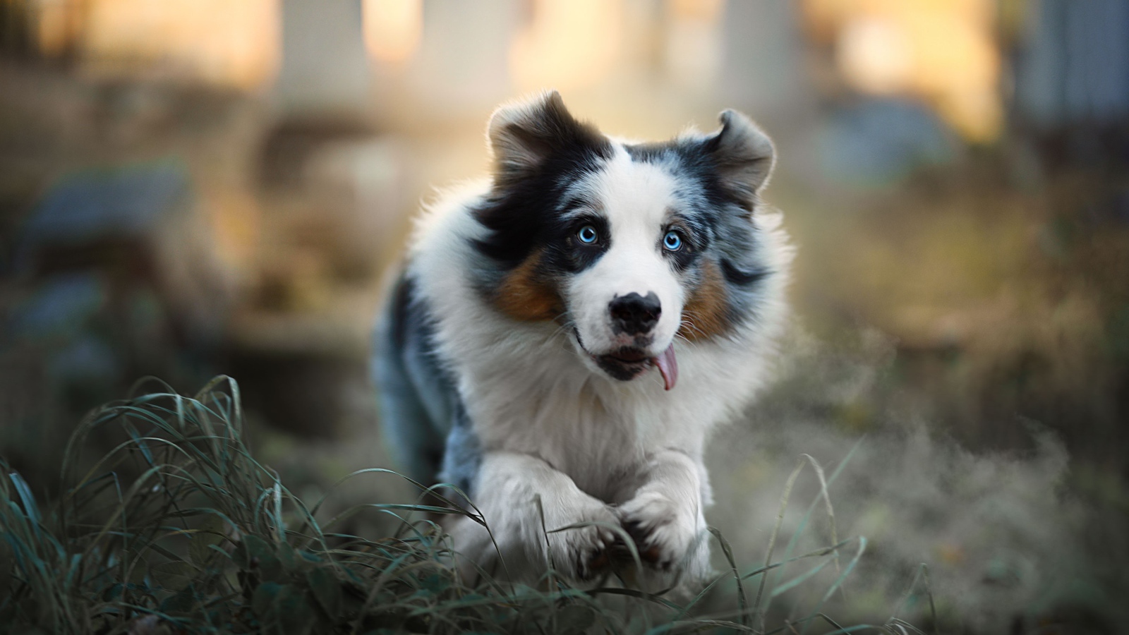 Австралийская овчарка с высунутым языком бежит по траве