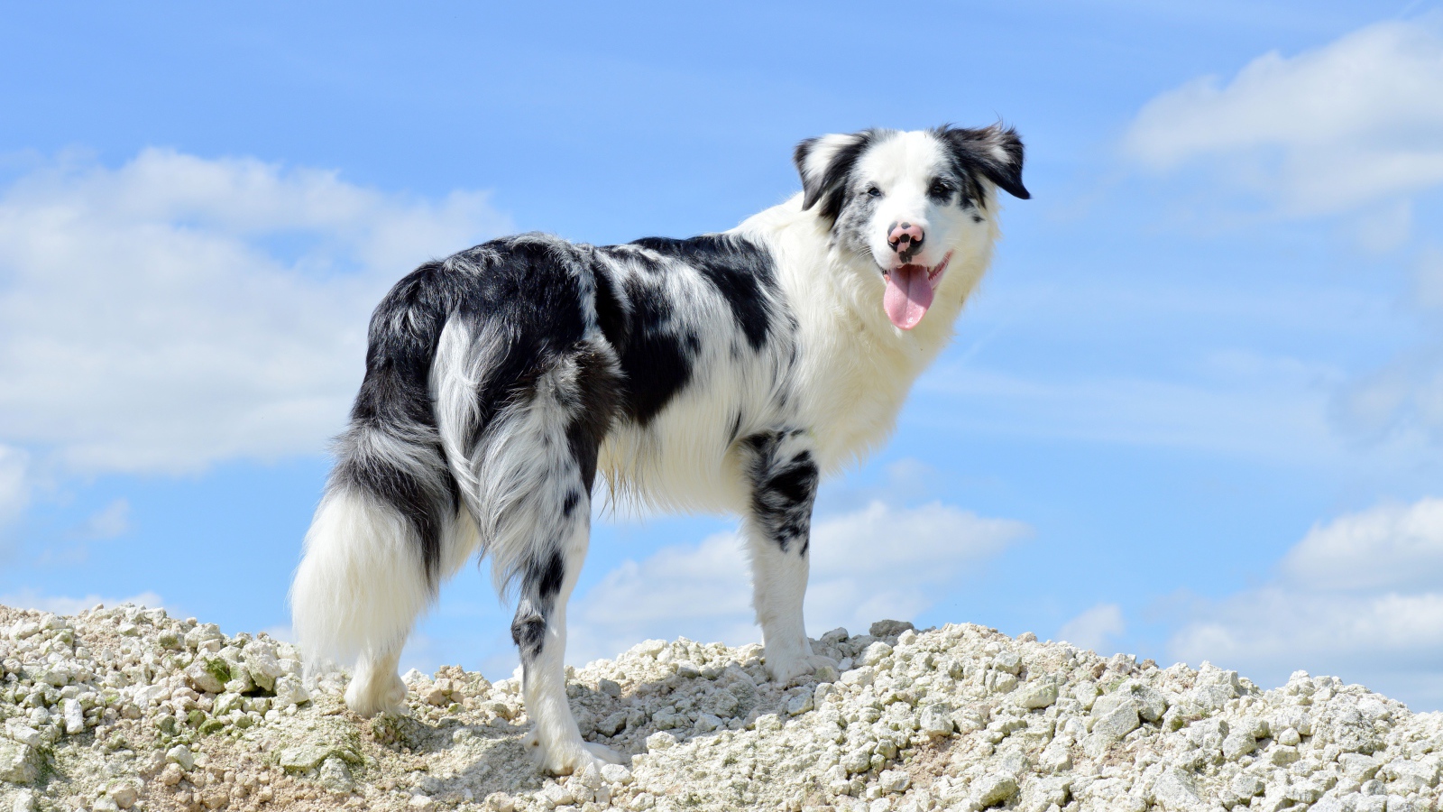 Australian Shepherd with tongue hanging out against the sky