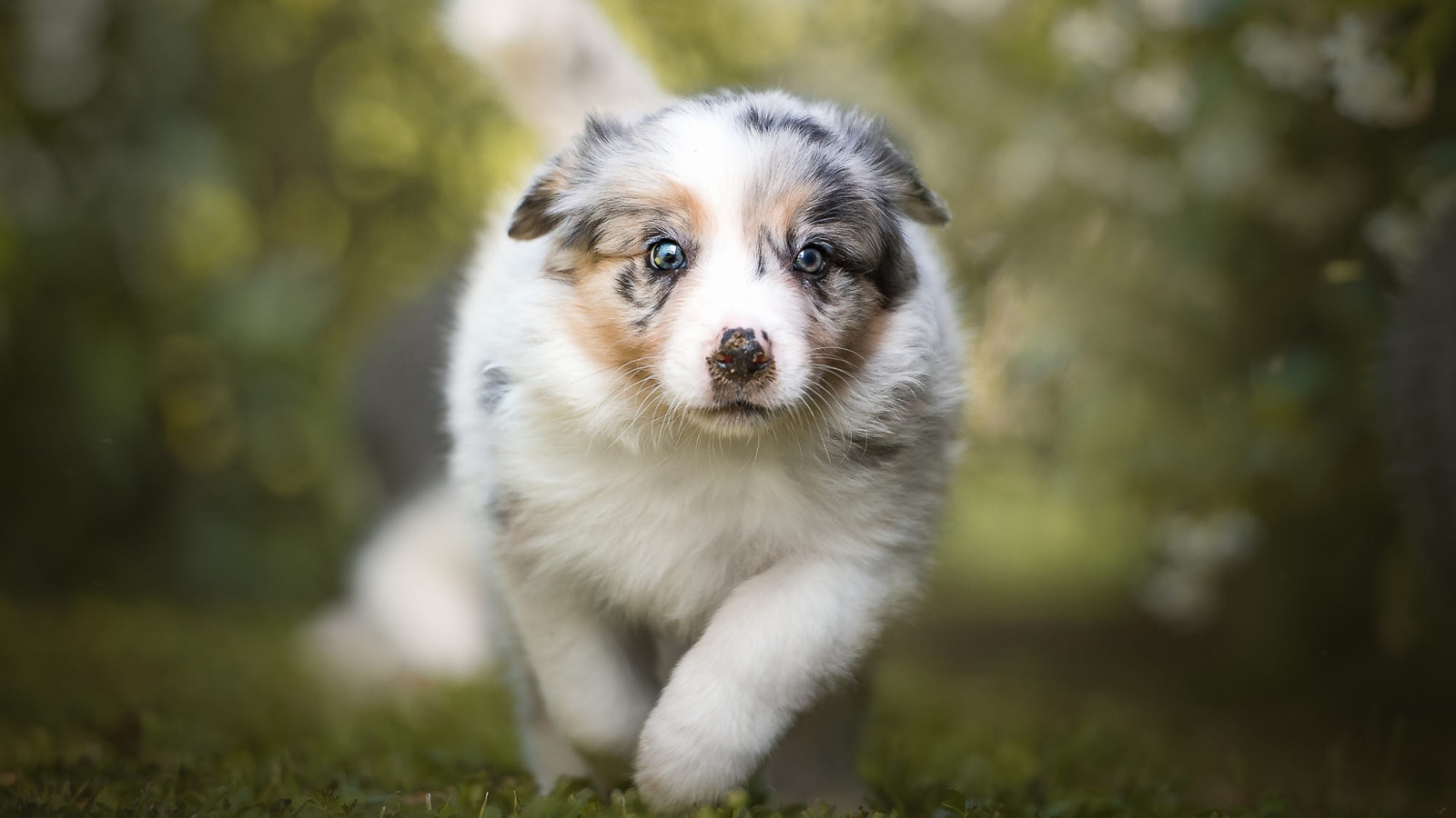 Щенок австралийской овчарки бежит по траве