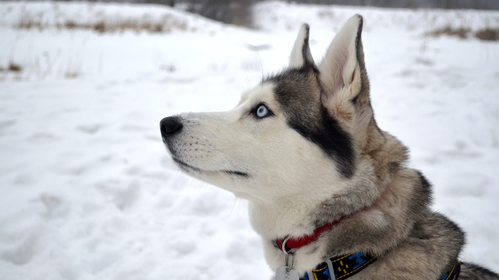 Красивый голубоглазый кот породы хаски с ошейником