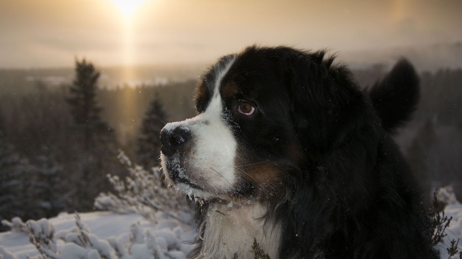 Бернский зенненхунд в заснеженном лесу на закате 