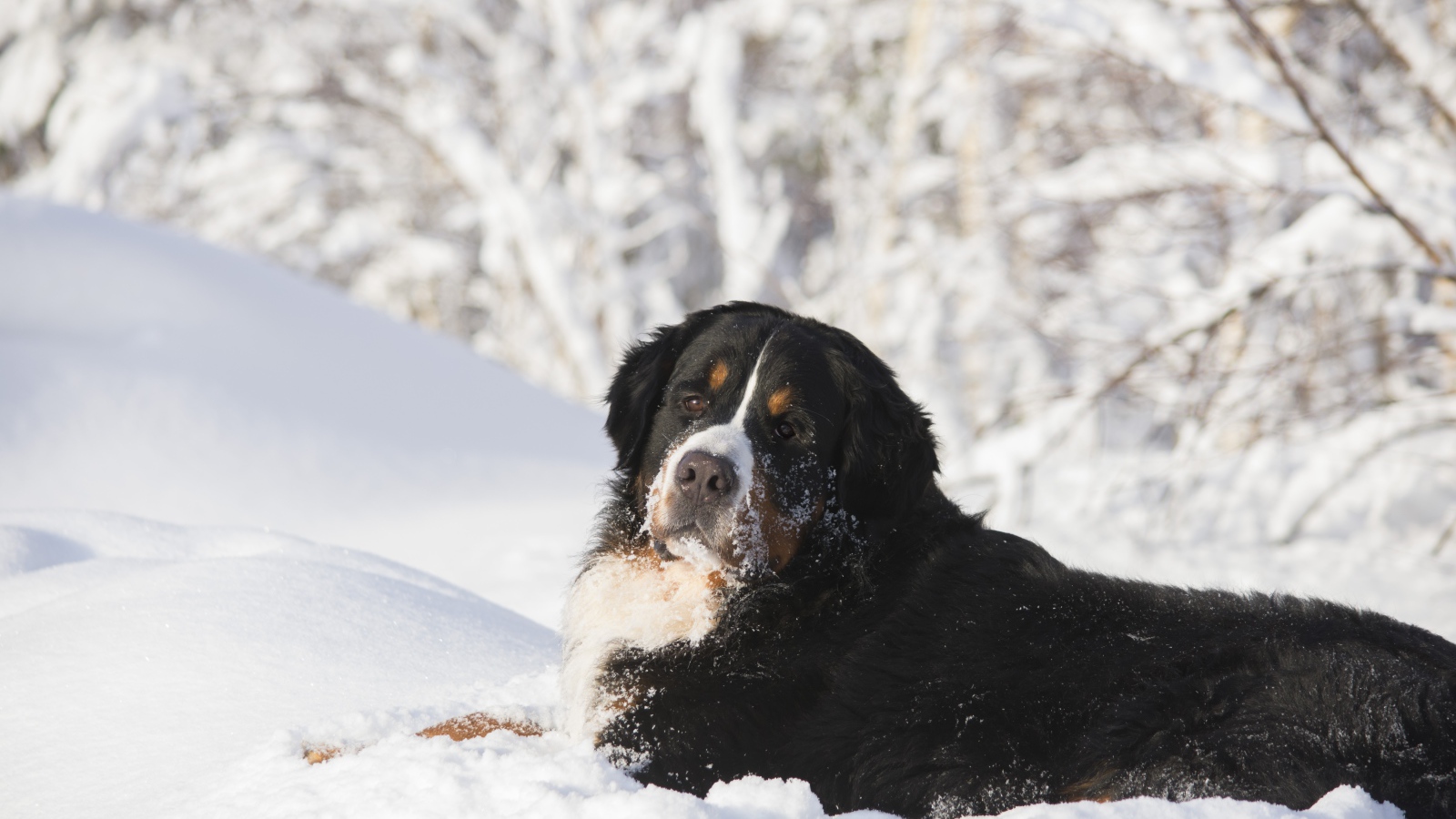 Бернский зенненхунд лежит на холодном снегу 