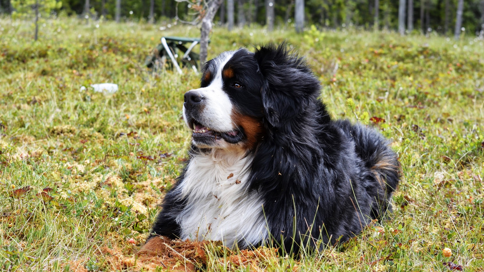 Бернский зенненхунд отдыхает на зеленой траве 