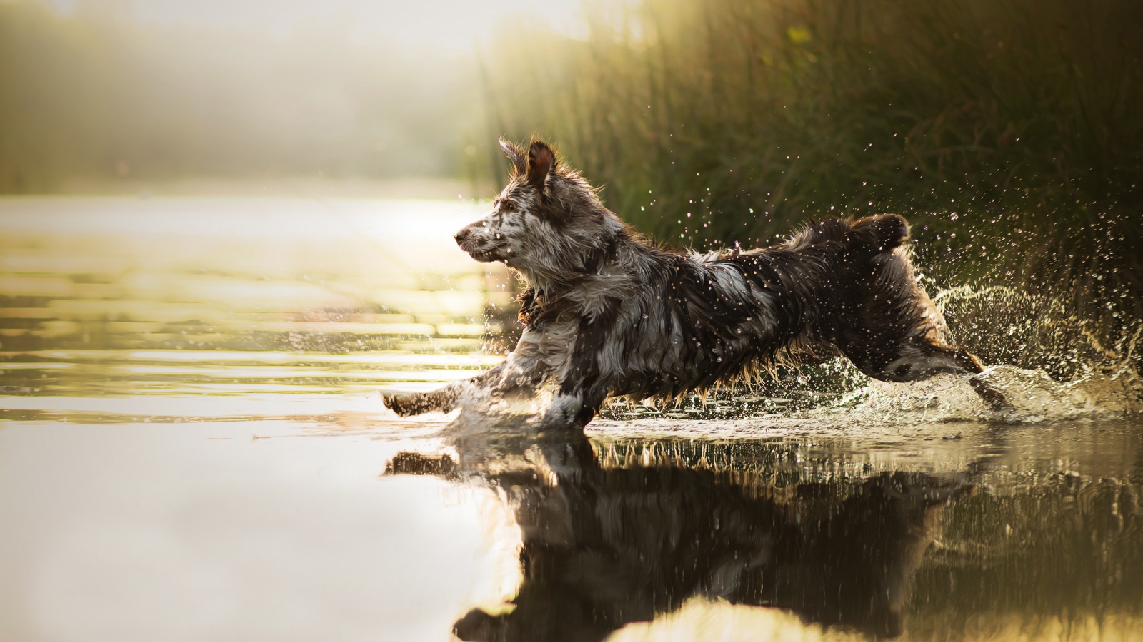 Большая собака бежит по воде 