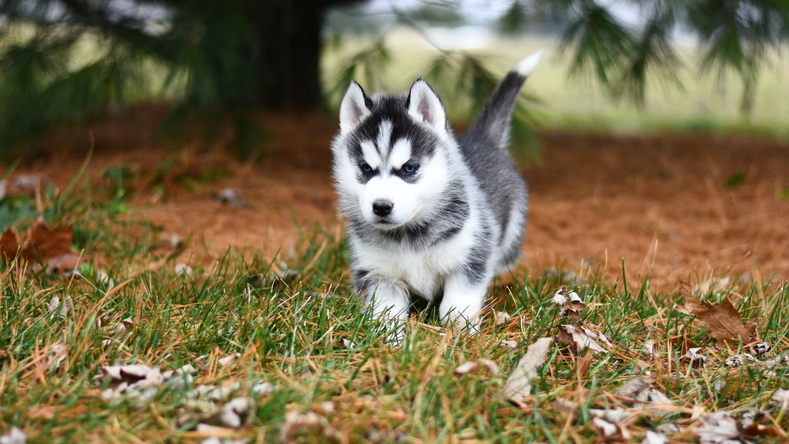Голубоглазый щенок хаски бежит по зеленой траве