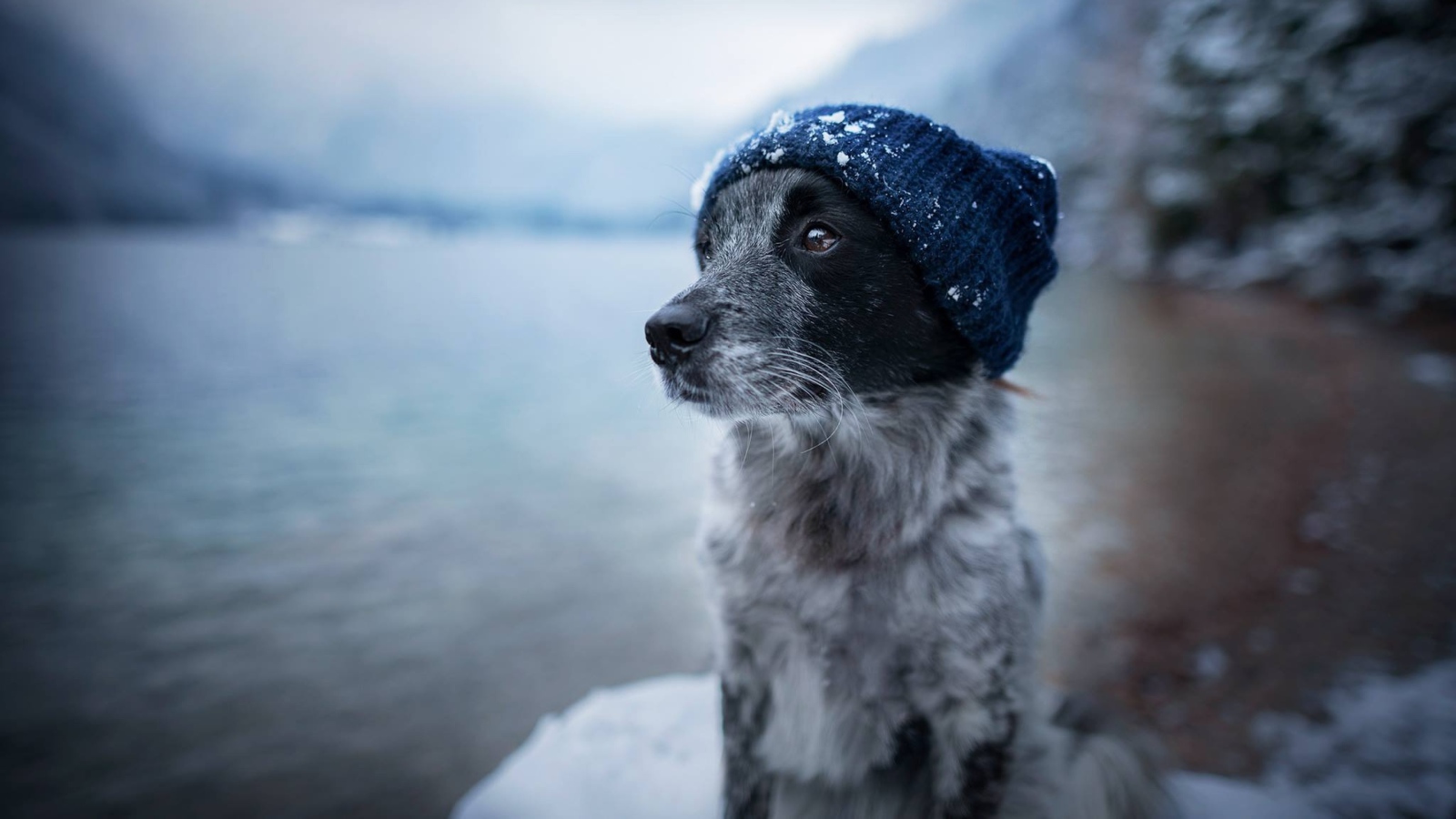 Собака породы бордер колли в теплой шапке 