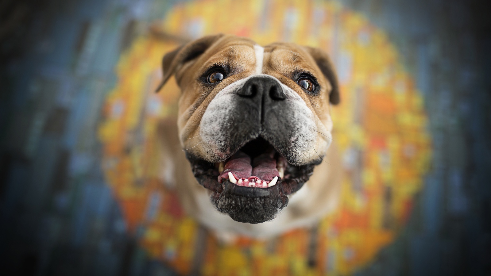 Довольная морда бульдога  