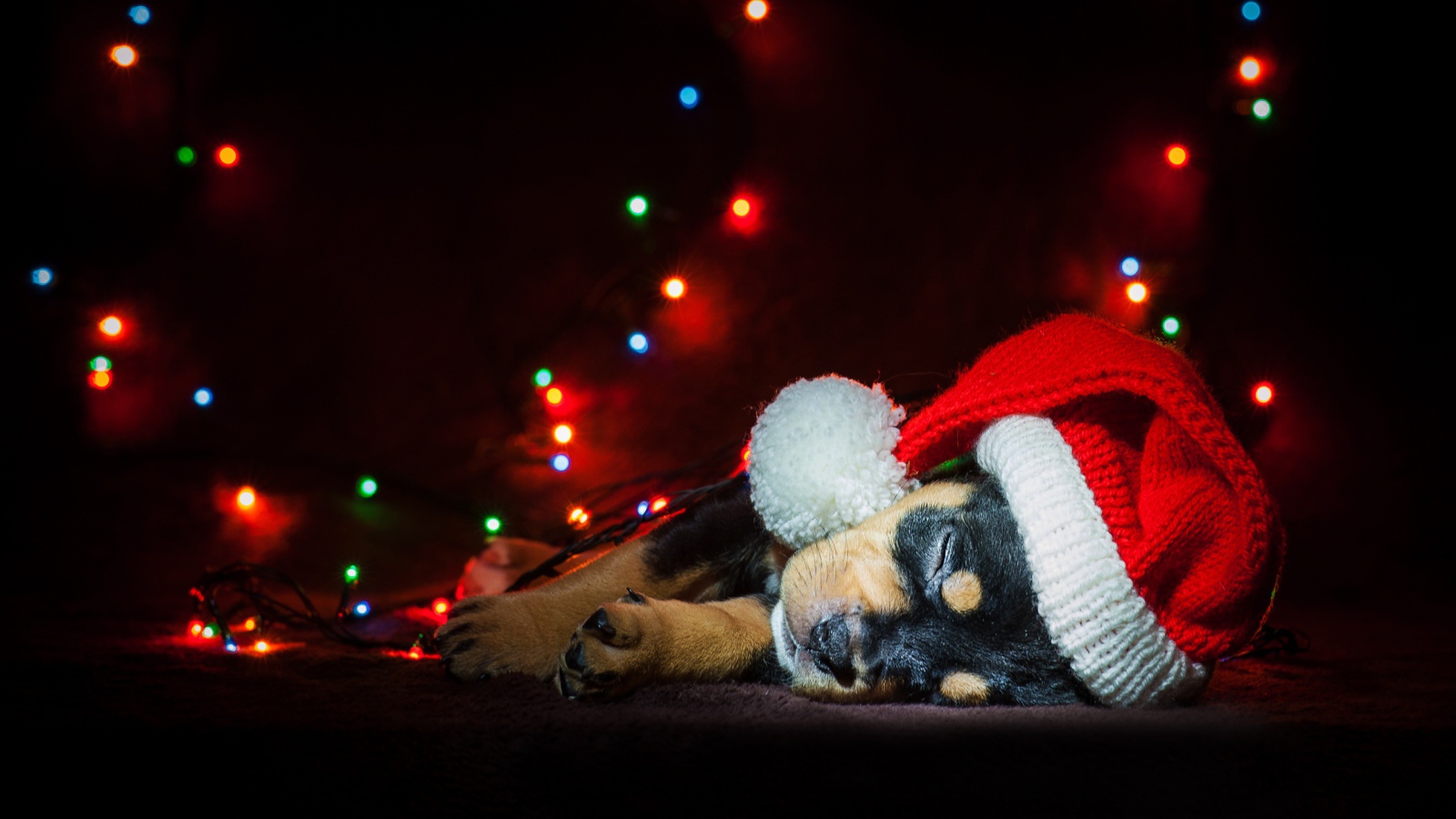 Милый спящий щенок в новогодней шапке 