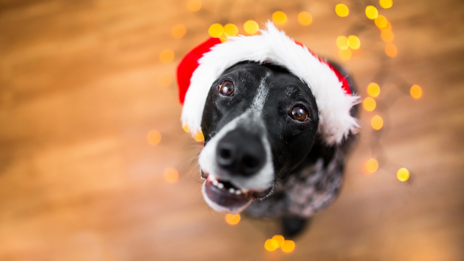 Морда пса в новогодней шапке