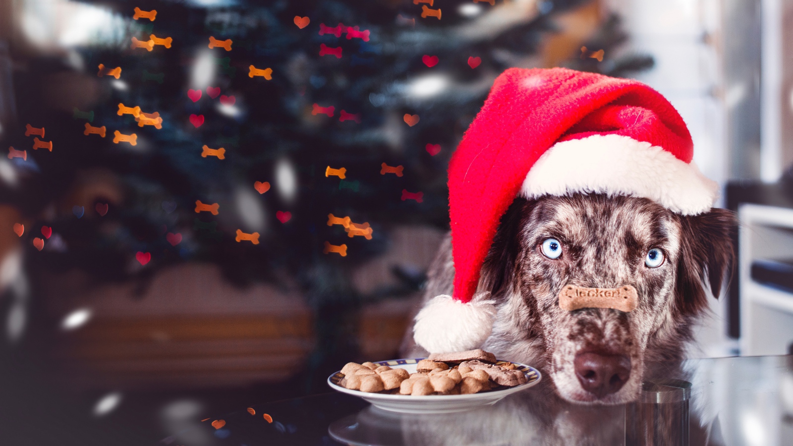 Собака в красной новогодней шапке с печеньем 