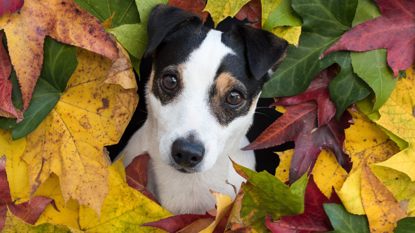 Смешной Джек Рассел Терьер в разноцветных осенних листьях 