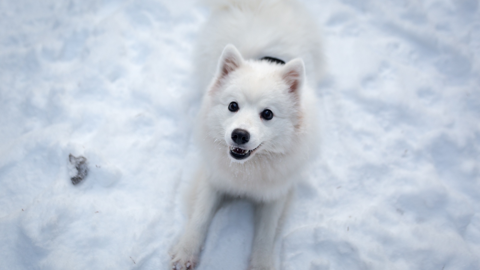 Забавная белая собака играет на снегу 