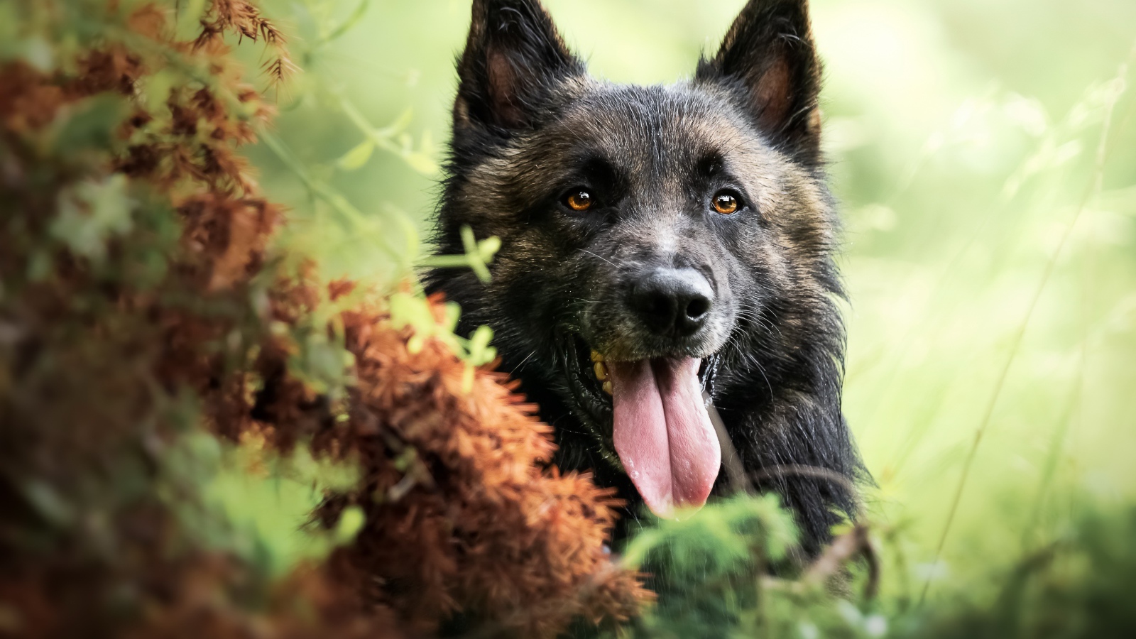 Немецкая овчарка в высунутым языком в траве 