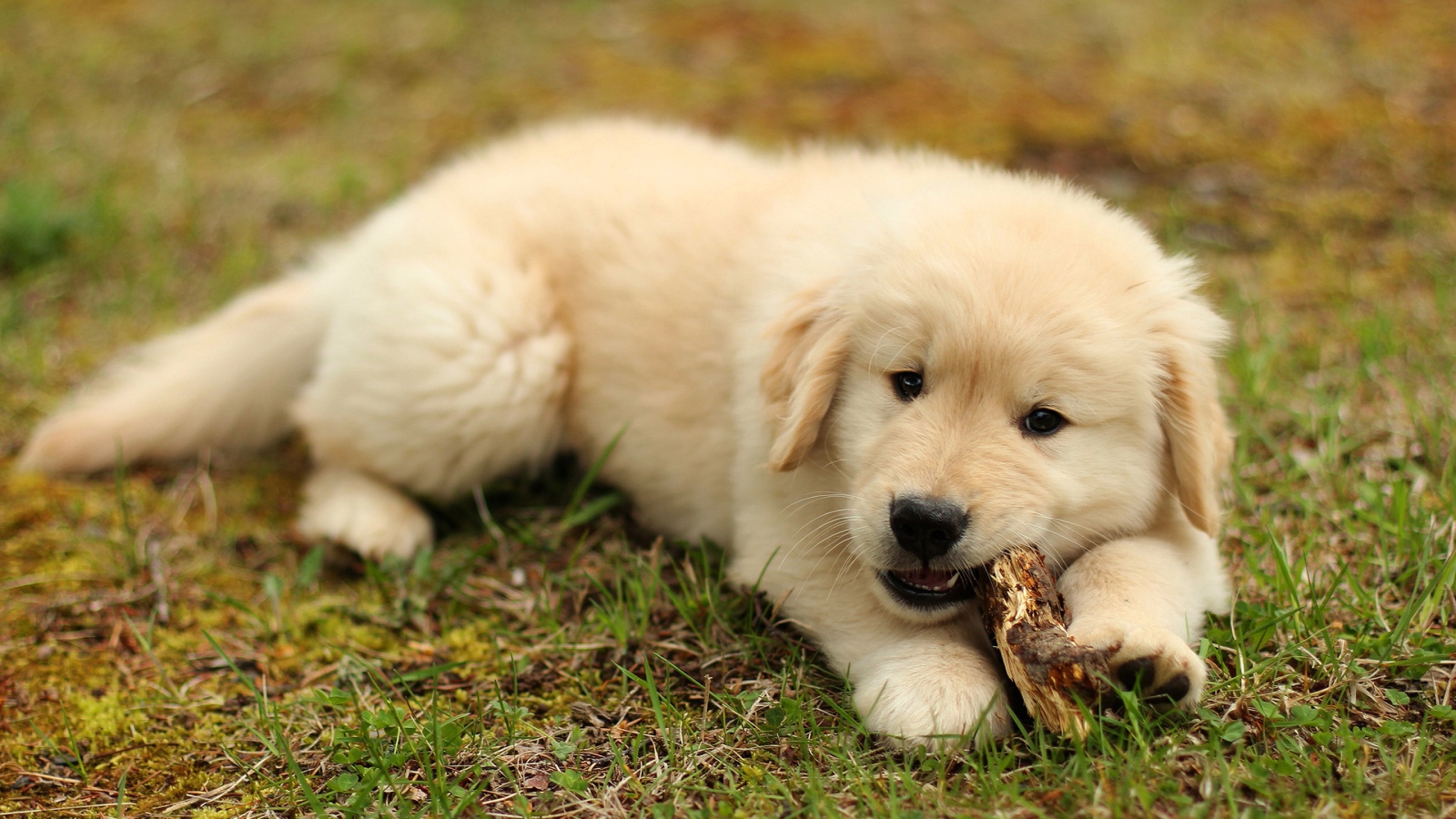Щенок золотистого ретривера грызет палку на траве