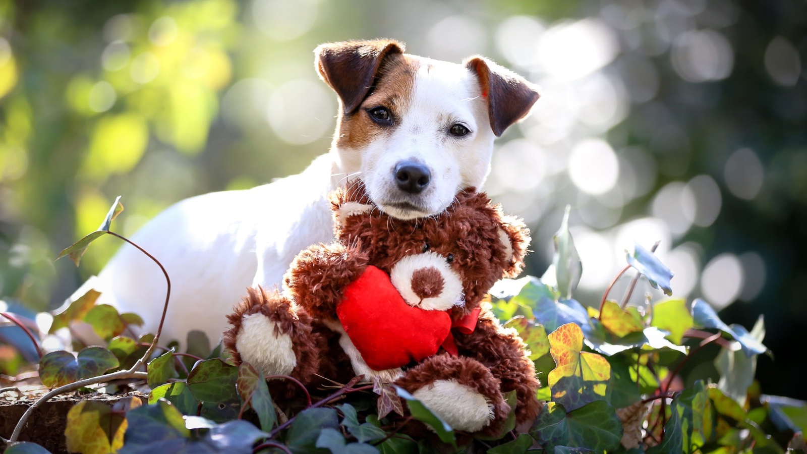Джек Рассел Терьер с мягкой игрушкой медвежонком