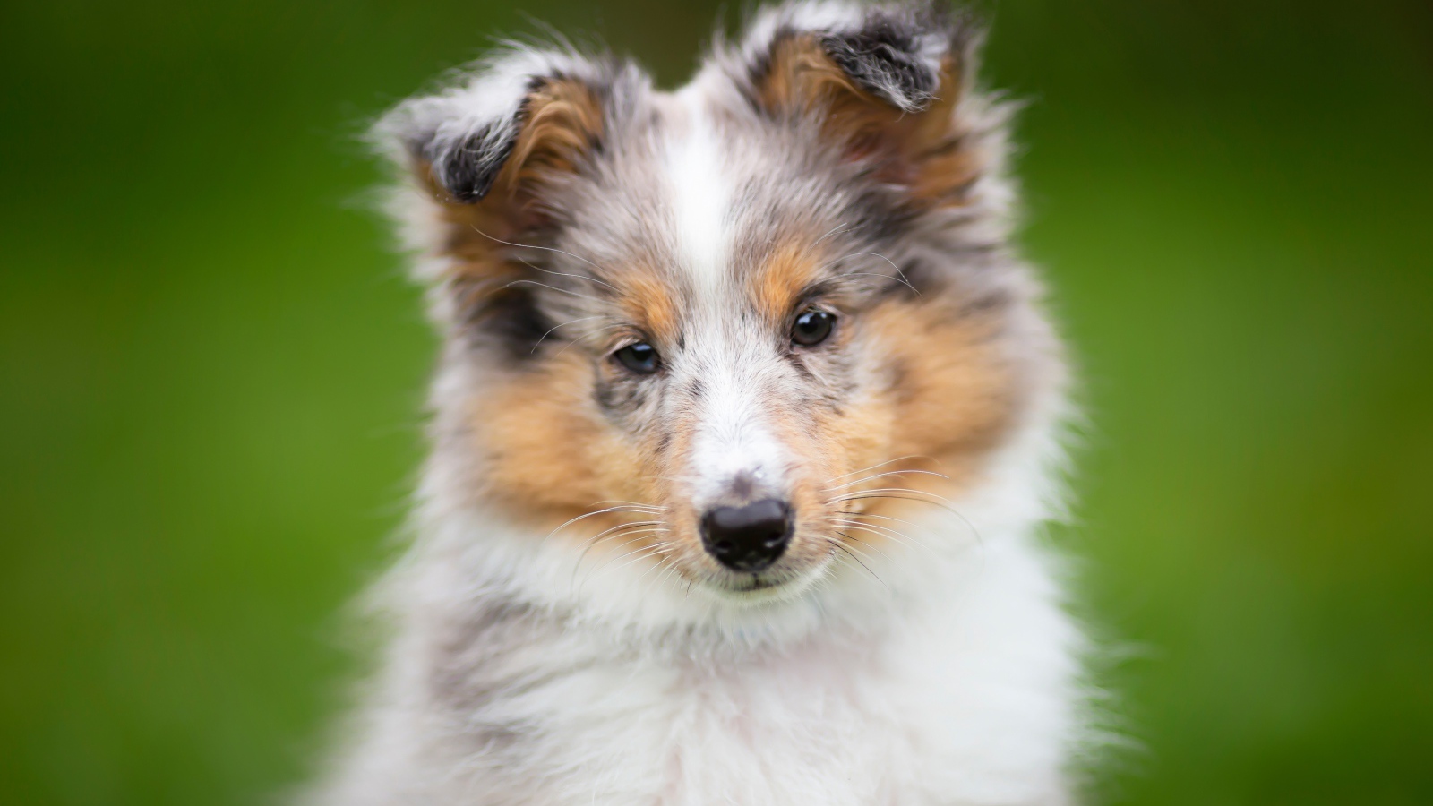 Маленький щенок шелти  на зеленом фоне