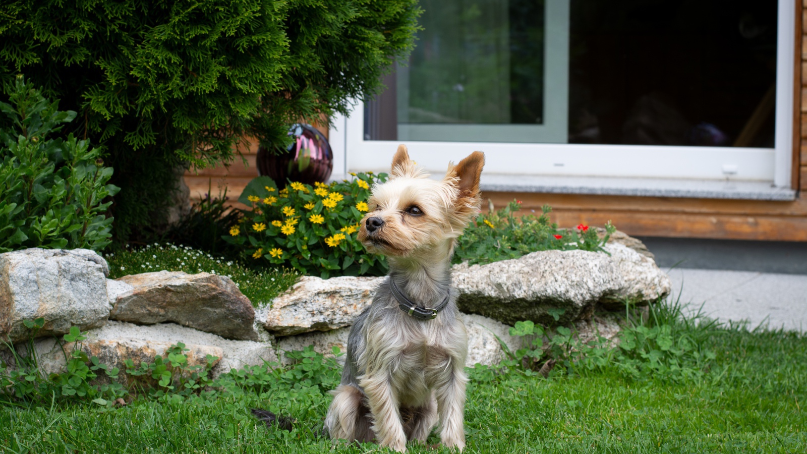Маленький йоркширский терьер сидит на зеленой траве