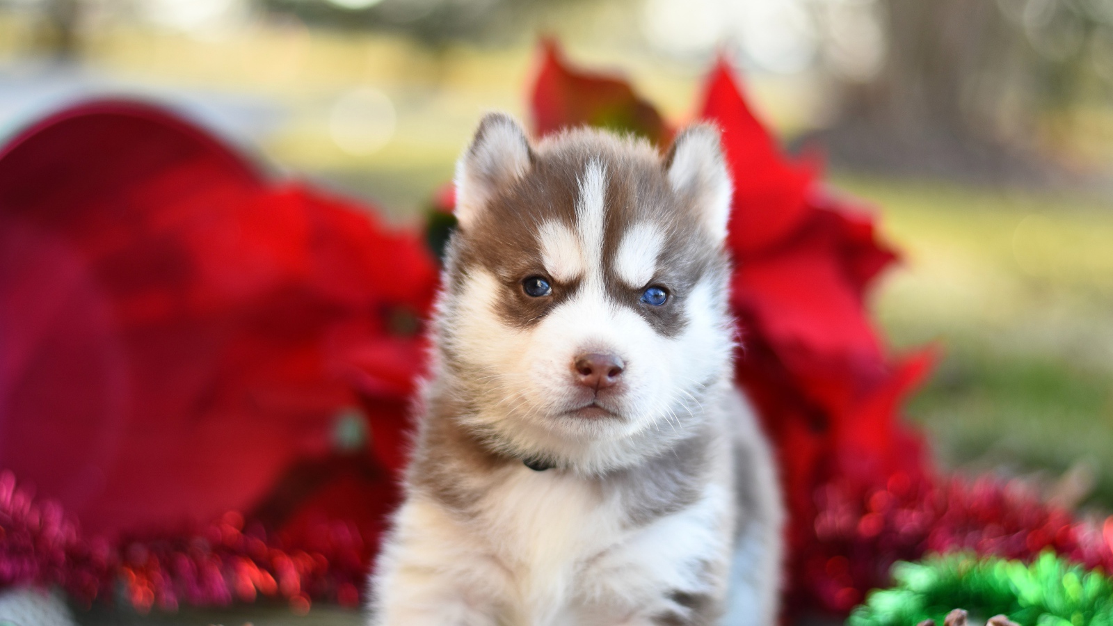 Маленький голубоглазый щенок хаски 