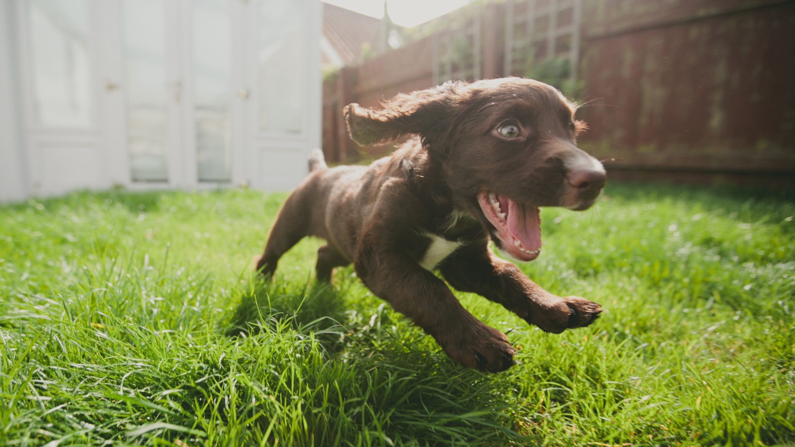 Маленький веселый щенок бежит по траве 