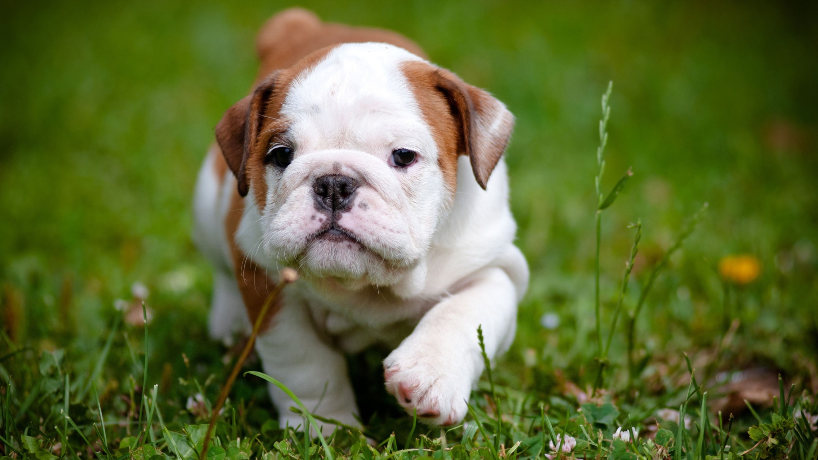 Маленький щенок английского бульдога на зеленой траве 