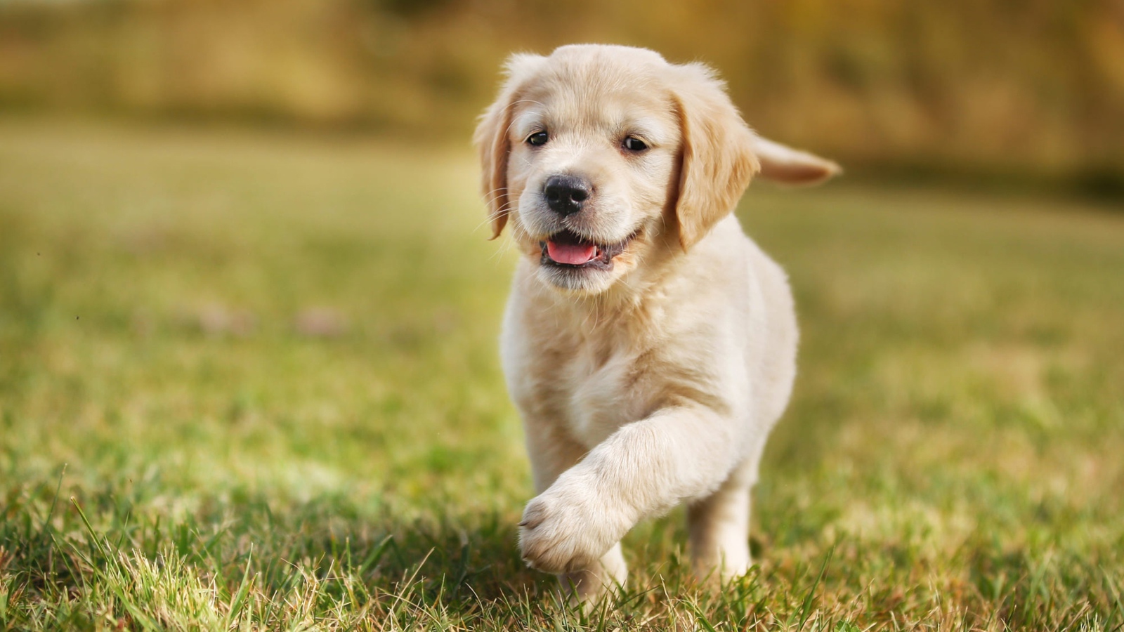 Маленький щенок золотистого ретривера бежит по зеленой траве