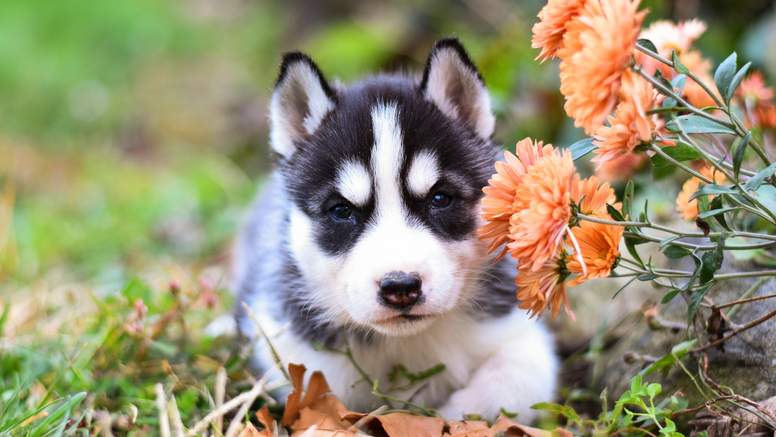 Маленький щенок хаски с цветами хризантемы 