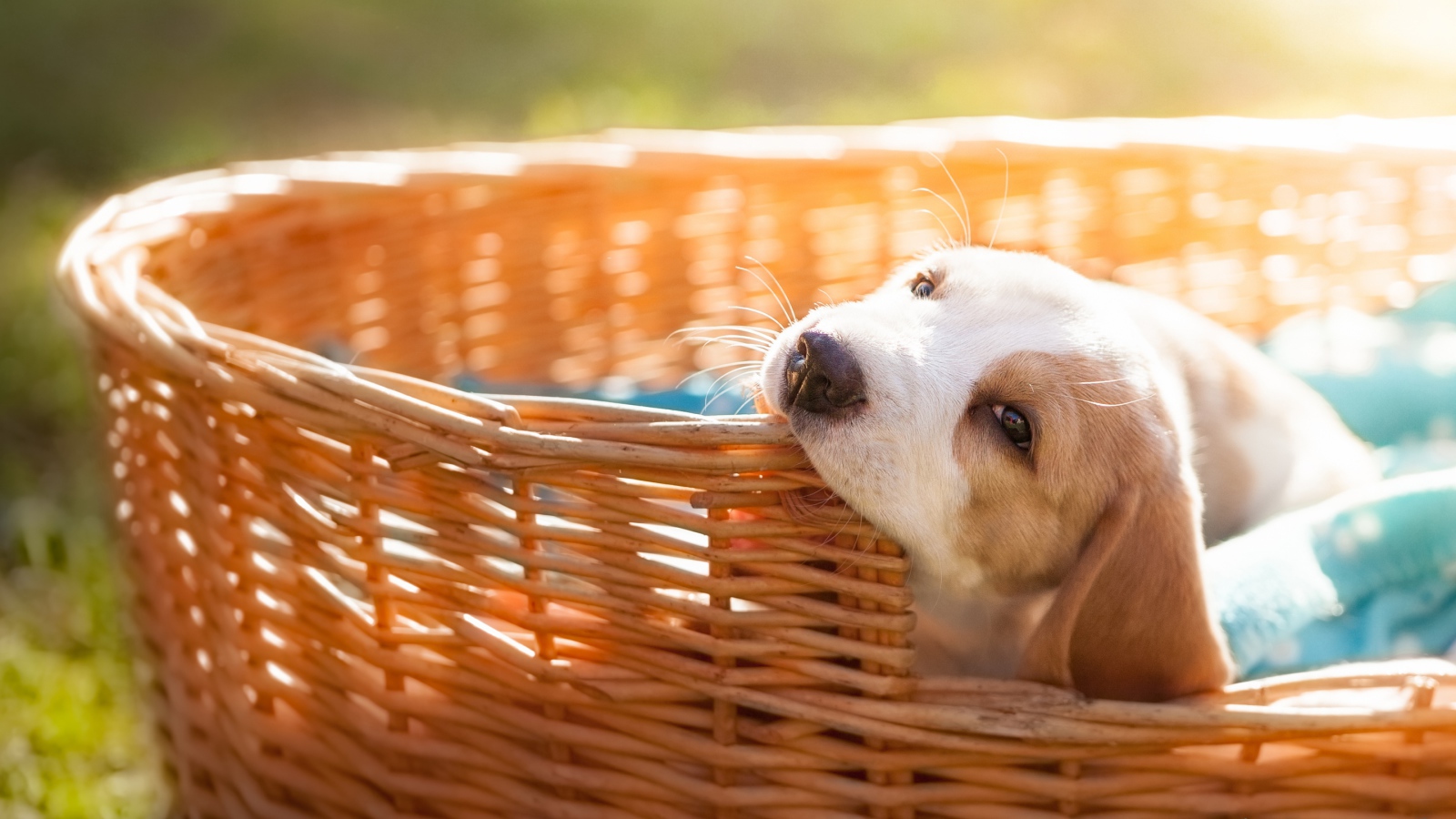 Маленький щенок грызет плетеную корзину