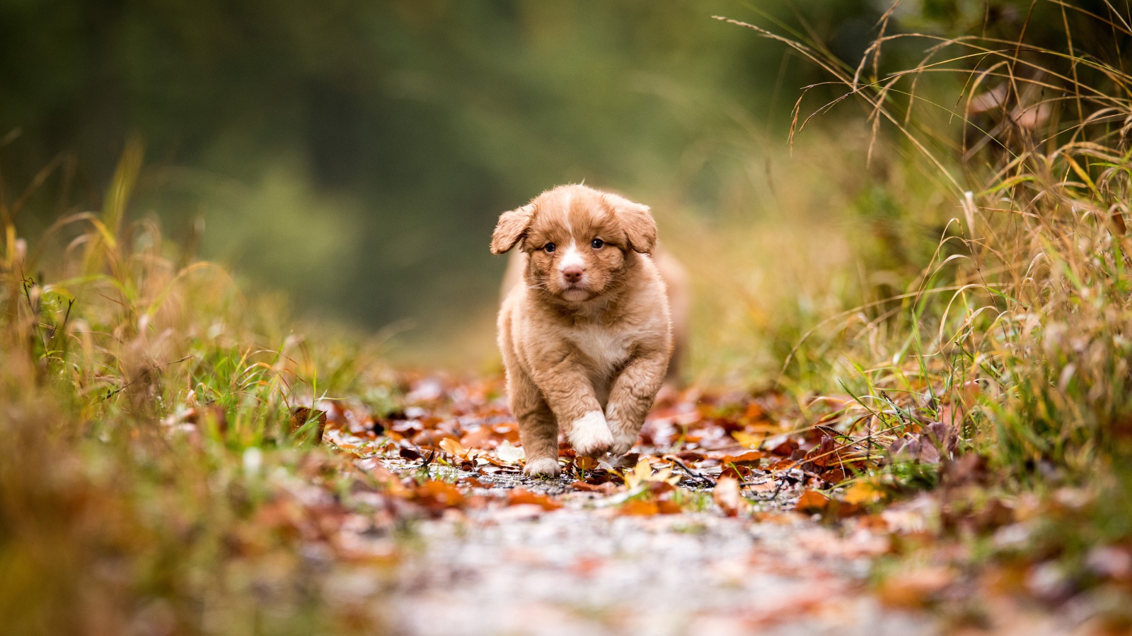 Маленький щенок бежит по дорожке  