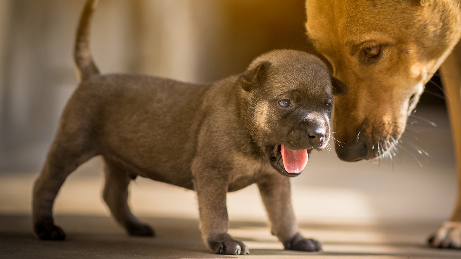 Маленький щенок с открытой пастью 
