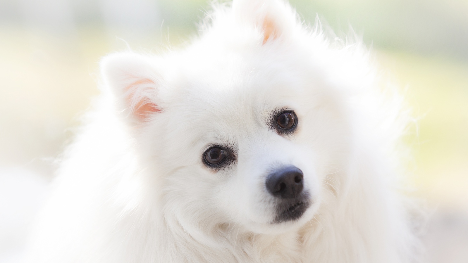Взгляд белой кареглазой пушистой собаки