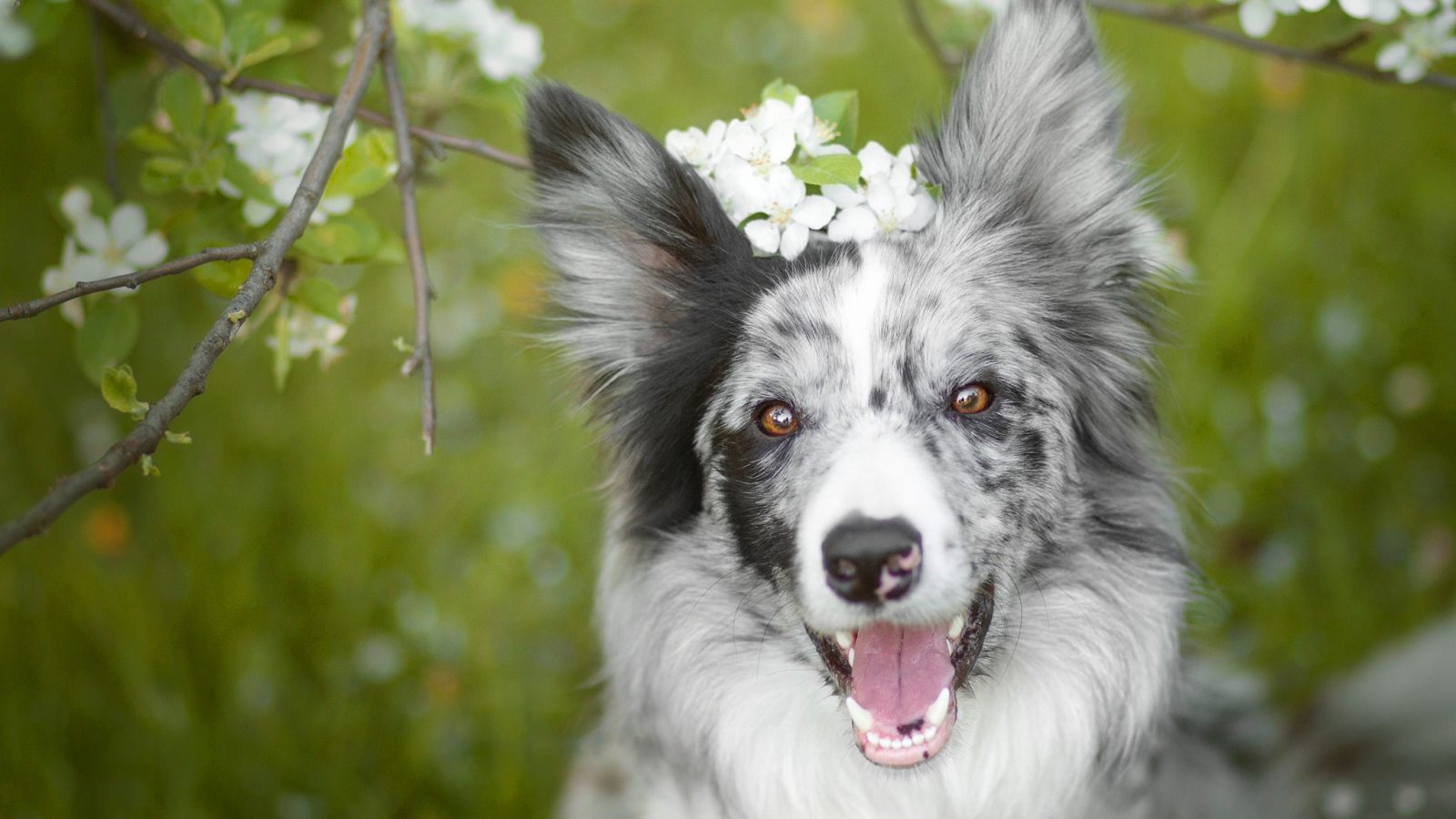 Веселая собака породы бордер колли с открытой пастью 