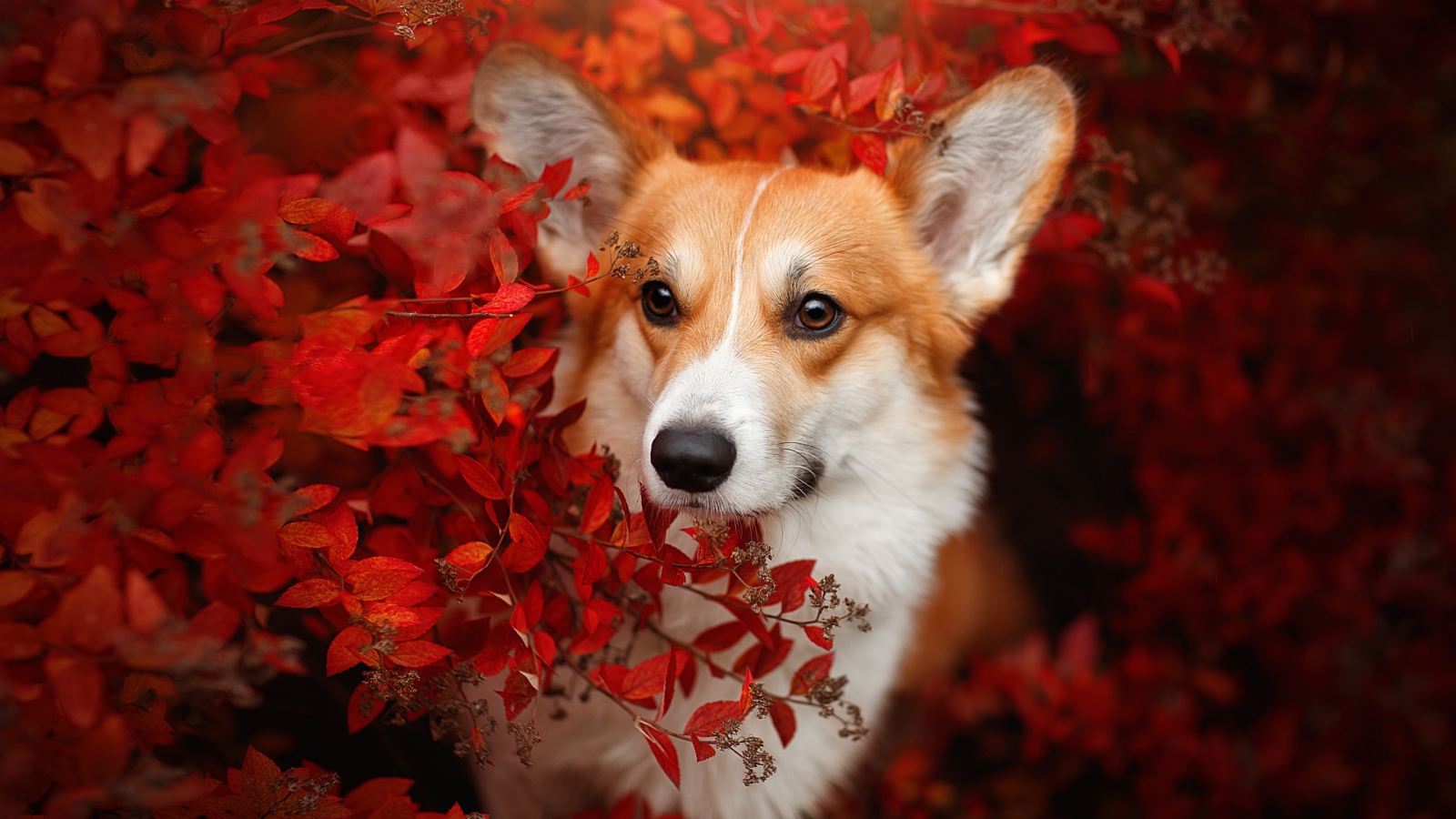 Рыжая собака вельш корги в красных листьях 