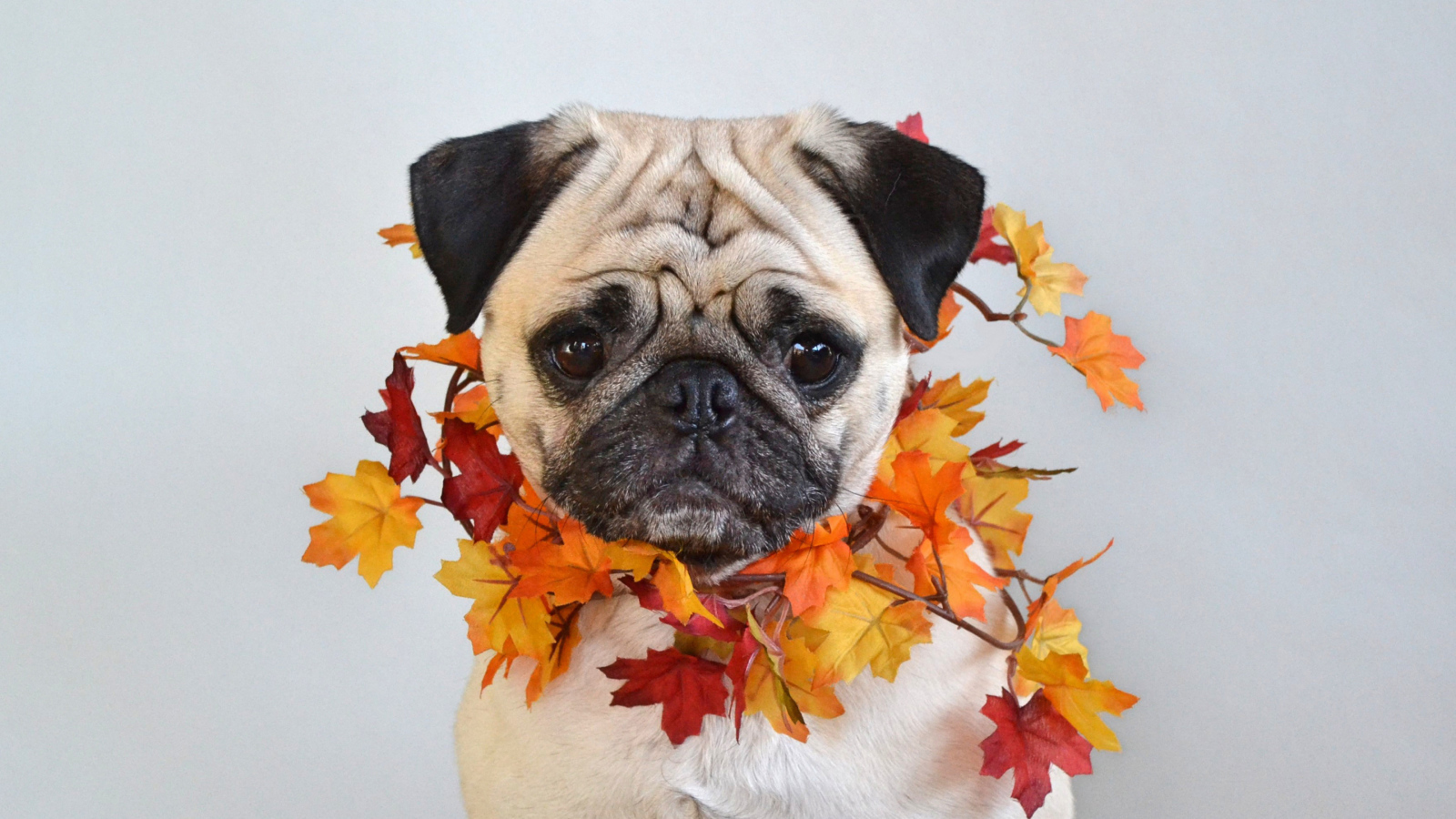Грустный мопс с листьями на шее на сером фоне