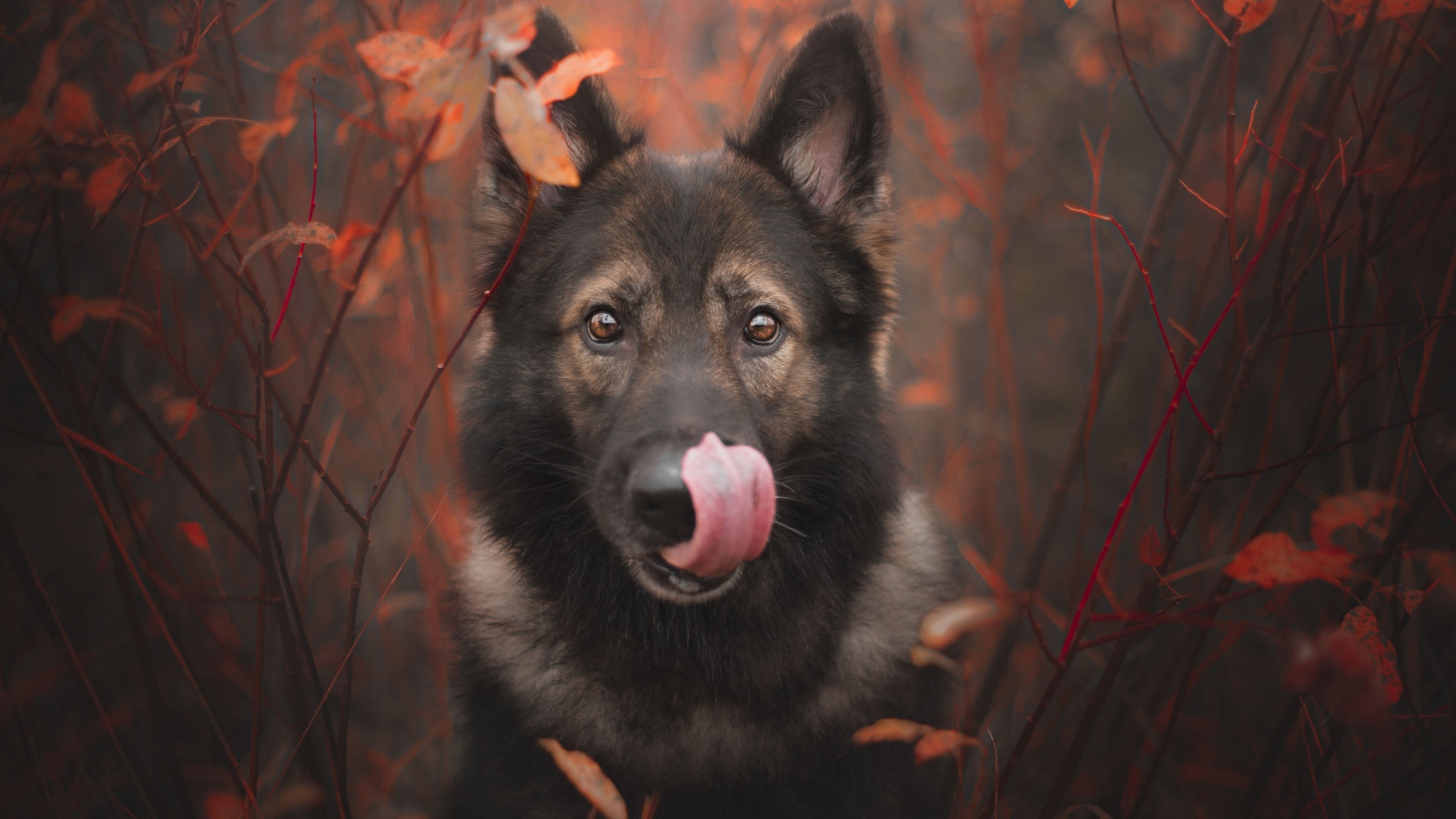 Овчарка облизывает морду языком